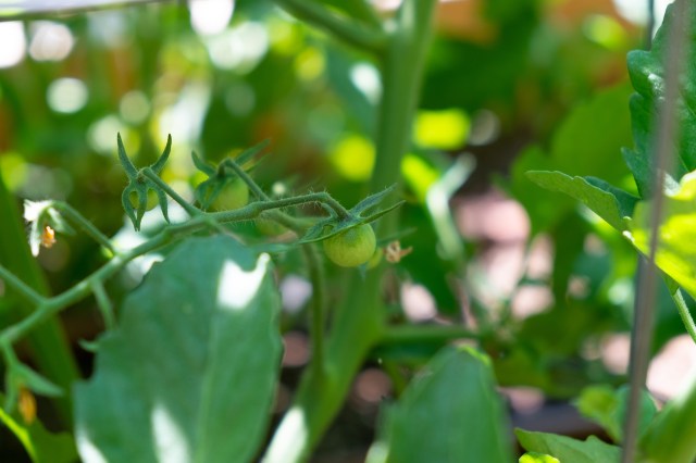 6/25/2018: first fruit - Sungolds!