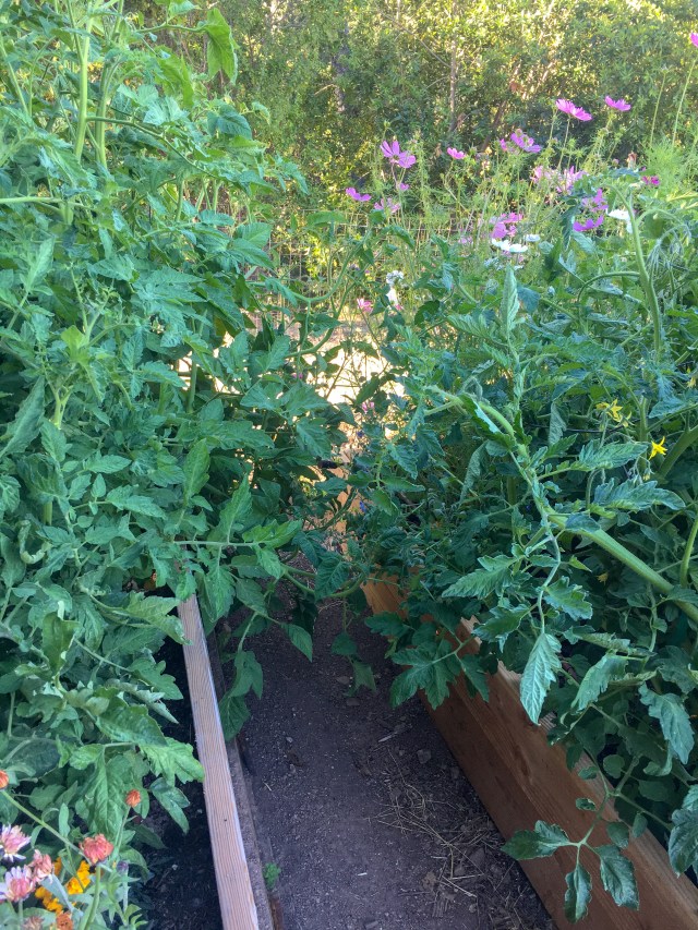 7/8/2018 - overgrown plants