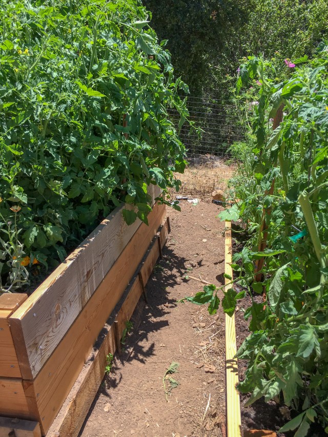 7/8/2018 - after pruning & staking