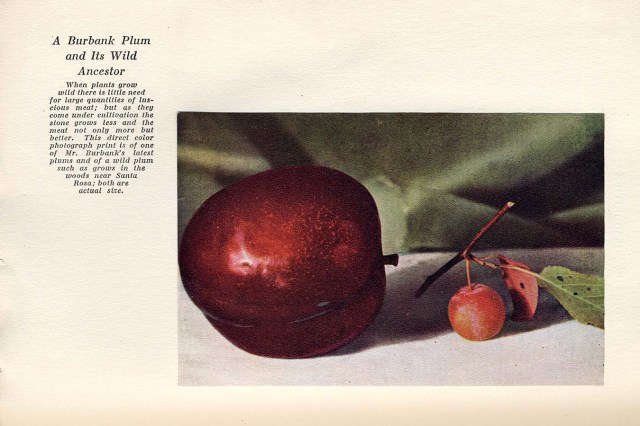 C1-volI-p273-wild-and-cultivated-plums-V2