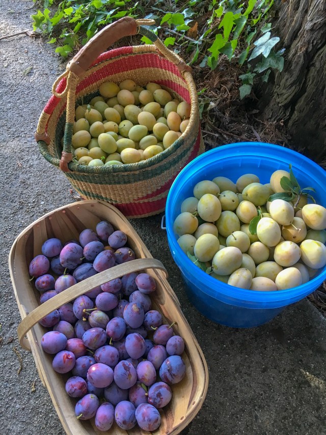 8/21: yellow &amp; purple Italian prunes