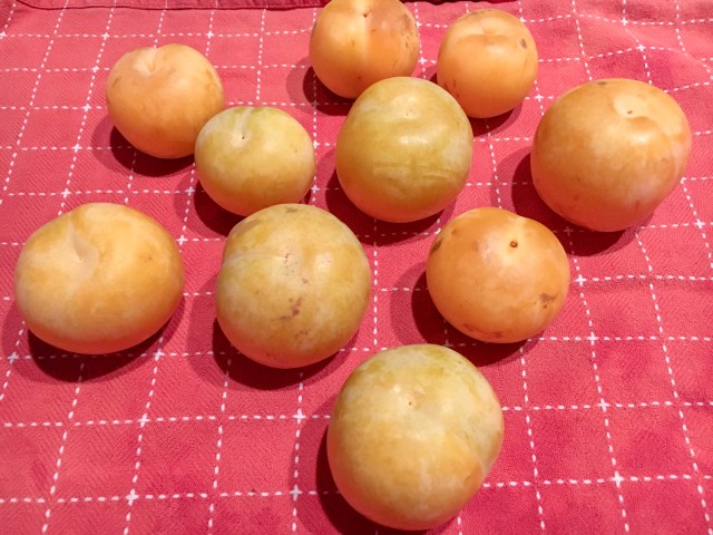 8/28: yellow pluots